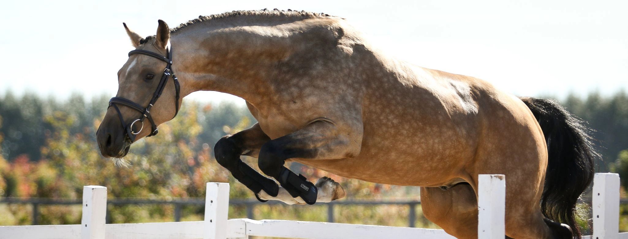Stallions